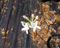 rhododendron viscosum 1.jpg